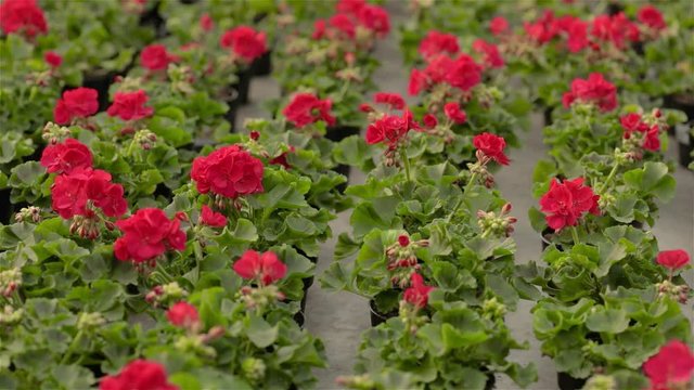 Blooming geranium in a large modern greenhouse. Geranium blooms close-up. Blooming geraniums in pots. A lot of blooming geraniums.