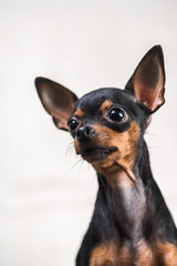 Portrait of a toy terrier in the studio on a gray background.