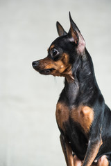 Portrait of a toy terrier in the studio on a gray background.