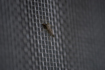 Mosquito