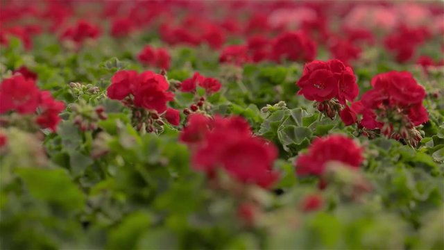 Geranium blooms close-up. Blooming flowers in a large modern greenhouse. Blooming geraniums in pots. A lot of blooming flowers