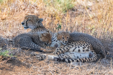 Cheeta, babies in the savannah, Serengeti reserve in Tanzania, newborn lying in the grass