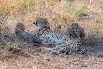 Cheeta, babies in the savannah, Serengeti reserve in Tanzania, newborn lying in the grass