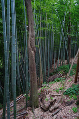 ◉Landscape of Iwashimizu Hachimangu◉