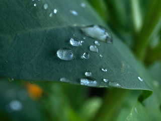 dew on pink rose flowers