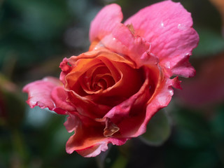 dew on pink rose flowers