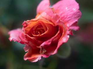 dew on pink rose flowers