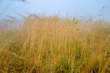 Morning dew in the grass dry field with dew drop.