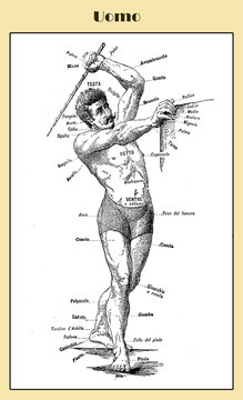 Curious vintage table describing in Italian the name of the external body part of a human male