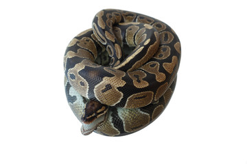 Snake and its reflection. Lies on the mirror.