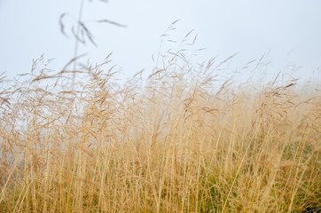 Morning dew in the grass dry field with dew drop. © KatyPavliuk