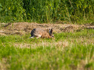 hare in grass