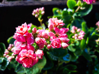 flores bonitas, primavera, jardim, várias cores 