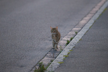 tabby domestic cat sits at the roadside