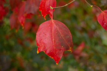 Obraz premium Selective focus Beautiful red maple leaf on autumn season, Maple leaves with blur background