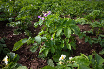 Flowering potato bushes. Potatoes are agricultural crops that are grown on a farm for sale or food.