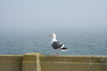 SAN FRANCISCO, CALIFORNIA, UNITED STATES - NOV 25th, 2018: Side Profile of a Western Gull against the background of the San Francisco Bay