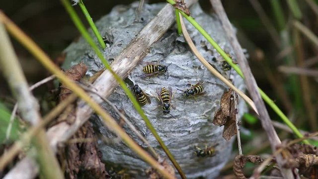 Worried wasps crawling on the surface of their nest