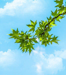 Branch of a tree with green leaves of a maple against the sky