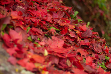 Beautiful red maple leaf on autumn season, Maple leaves with blur background
