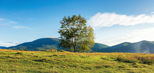 countryside panorama with trees on the hill. beautiful autumn scenery in evening light. grassy meadow in front of a mountain range in the distance. fluffy clouds on the blue sky