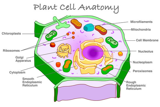 Plant cell anatomy diagram section. Explanation plant cell parts. Structure with organelles, components, mitochondria, chloroplast, ribosome, reticulum with explanation. Education, biology vector.