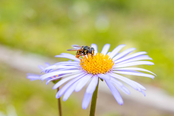 Obraz premium An insect sits on a beautiful rose flower. Insect collects nectar with its proboscis.