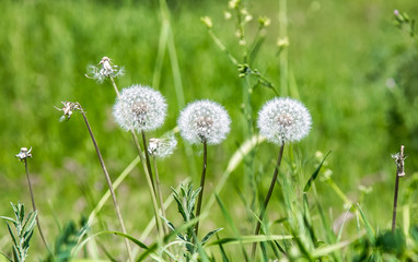 Dandelions flowers in green grass landscape