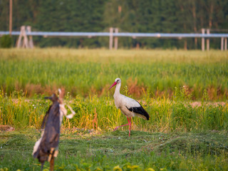 white stork in the field