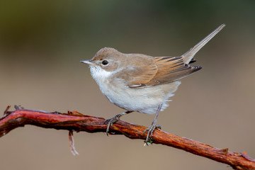 Obraz premium White Throat (Sylvia communis) perched on a branch in the wild nature.