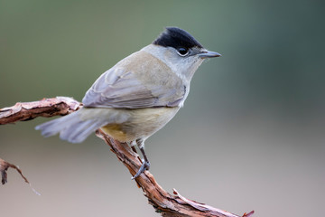 Male Blackcap (Sylvia atricapilla) perched on a branch against a blurred background