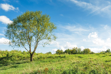 tree on the grassy hillside in early autumn. beautiful scenery at high noon. fluffy clouds on the sky