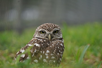 Burrowing Owl