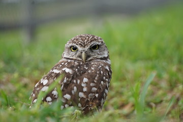 Burrowing Owl