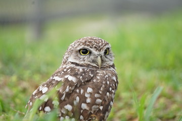 Burrowing Owl