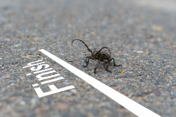 horned beetle crawls to the finish line. concept