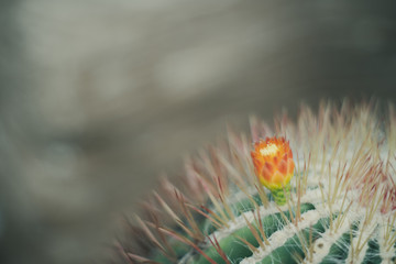 close up cactus Vintage retro style background
