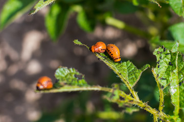 Obraz premium larvae of Colorado potato beetles on potato fields