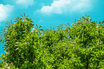 Green leaves of a chestnut tree against the sky