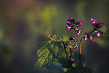 Violet beans flowering in the garden. French beans, string beans with flowers.