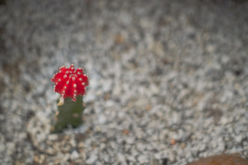 close up cactus Vintage retro style background