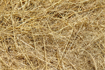 Dry hay as an abstract background