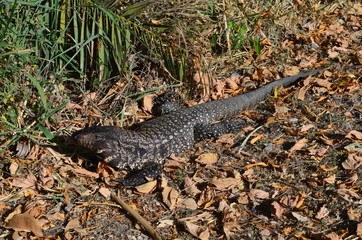 Lagarto