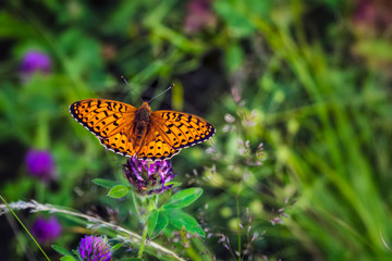Argynnis paphia. Beautiful Argynnis paphia butterfly in sunlight in herb garden.