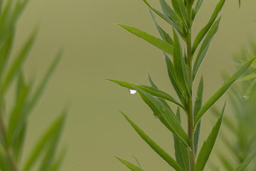 Fototapeta na wymiar a single raindrop glistens on the leaves of a plant