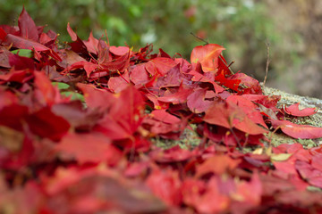 Beautiful red maple leaf on autumn season, Maple leaves with blur background
