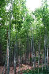 Fototapeta premium ◉Landscape of Iwashimizu Hachimangu◉
