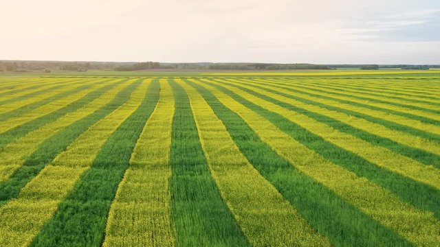 Aerial View Rural Field Planted With Yellow And Green Parallel lines Of Rape