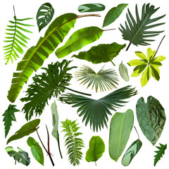 More beautiful exotic tropical leaves, isolated leaf background