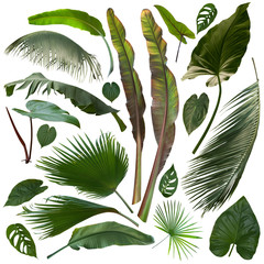 More beautiful exotic tropical leaves, isolated leaf background